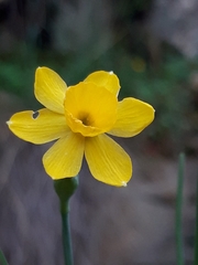 Narcisseae