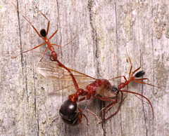 Leptomyrmex nigriventris