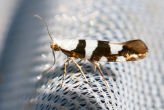 Argyresthia brockeella