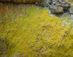 Pertusaria xanthoplaca