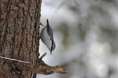 Sitta europaea asiatica