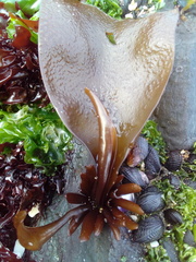 Mazzaella laminarioides