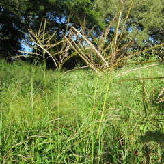 Panicum deustum
