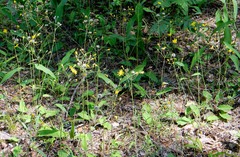 Hieracium sylvularum