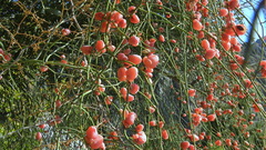 Ephedra foeminea