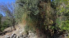 Ephedra foeminea
