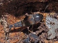 Sepedophilus littoreus