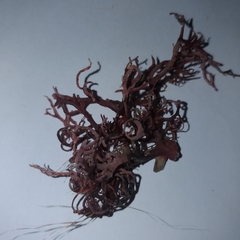 Sphaerococcus coronopifolius