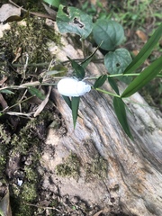 Cyphochilus apicalis