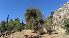 Ephedra foeminea