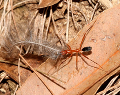 Leptomyrmex nigriventris