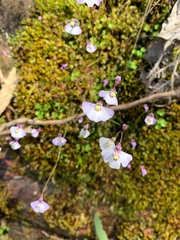 Utricularia grampiana
