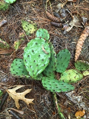 Opuntia humifusa