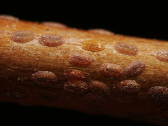 Pulvinaria hydrangeae