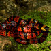 Variable Coralsnake - Photo (c) Iris Melgar, some rights reserved (CC BY-NC), uploaded by Iris Melgar