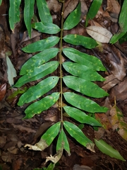 Austrosteenisia glabristyla