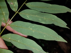 Austrosteenisia glabristyla