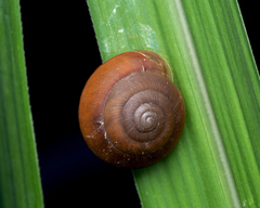 Quantula striata