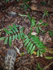 Austrosteenisia glabristyla