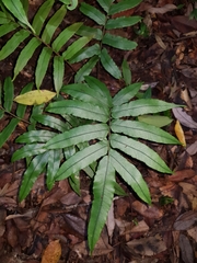 Blechnum wattsii