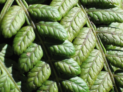 Marattia douglasii