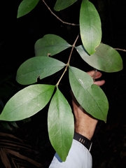 Cyclophyllum longipetalum