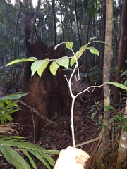 Cyclophyllum longipetalum