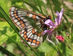 Euphydryas iduna