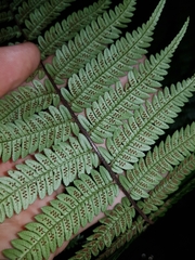 Alsophila leichhardtiana