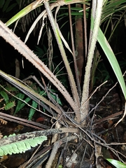 Alsophila leichhardtiana