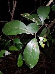 Endiandra muelleri muelleri