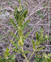 Acanthus ilicifolius