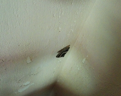 Bastilla arcuata