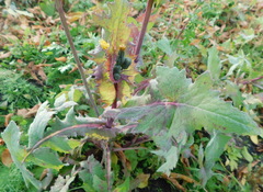 Sonchus oleraceus