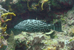 Mycteroperca bonaci