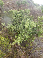 Robsonodendron maritimum