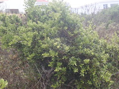 Robsonodendron maritimum