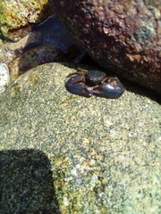 Petrolisthes violaceus