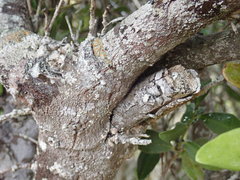 Robsonodendron maritimum