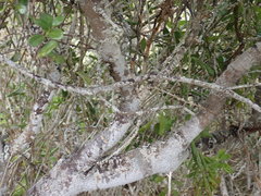 Robsonodendron maritimum