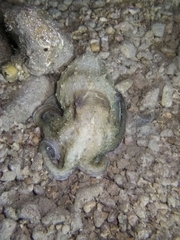 Eledone moschata