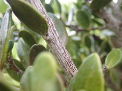 Robsonodendron maritimum