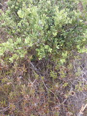 Robsonodendron maritimum