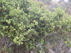 Robsonodendron maritimum