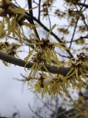 Hamamelis vernalis