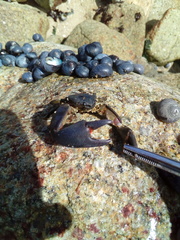 Petrolisthes violaceus