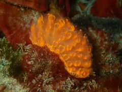 Polycitor giganteus