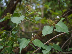 Jasminum malabaricum