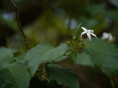 Jasminum malabaricum