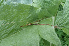 Anthophiloptera dryas